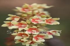 Sterculia villosa